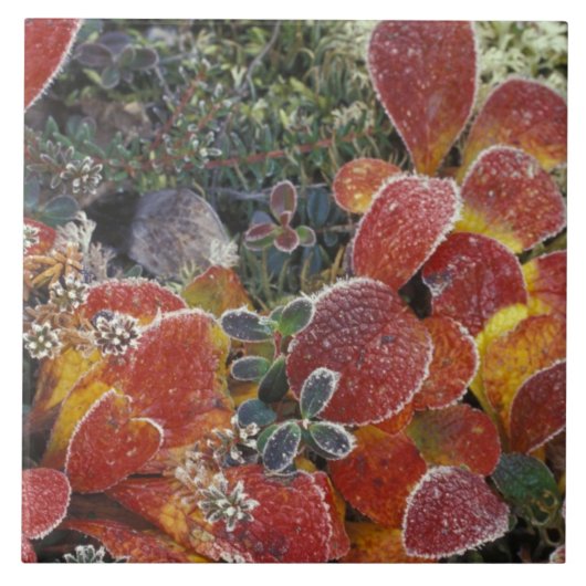 アメリカ、アラスカ州、NA。デナリ国立公園。ベアベリー2 タイル (正面)