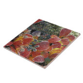 アメリカ、アラスカ州、NA。デナリ国立公園。ベアベリー2 タイル (側面)