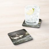 アメリカ、アラスカ、アナンクリーク。黒熊の接写 コースター (右側)