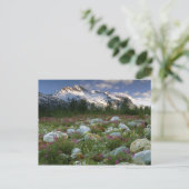 アメリカ、アラスカ、アルセック – タシュエンシーニ原野。表示 ポストカード (スタンド正面)