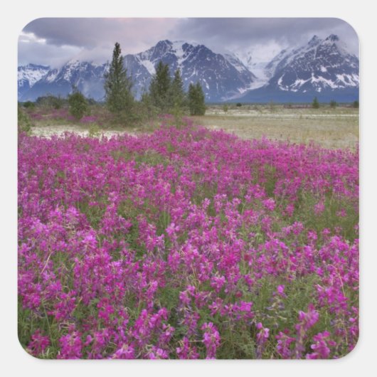 アメリカ、アラスカ、アレック川渓谷。ビュー スクエアシール (正面)