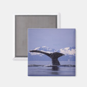 アメリカ、アラスカ、インサイド・パッセージHumpback whale マグネット (正面/裏面)