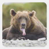 アメリカ、アラスカ、カトマイ国立公園、クカク湾、 スクエアシール (正面)