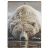 アメリカ、アラスカ、カトマイ国立公園、ブラウンベア クリップボード (裏面)