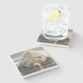 アメリカ、アラスカ、カトマイ国立公園、ブラウンベア ストーンコースター (横)