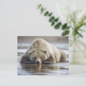 アメリカ、アラスカ、カトマイ国立公園、ブラウンベア ポストカード (スタンド正面)