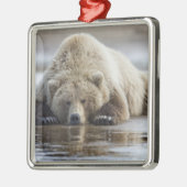 アメリカ、アラスカ、カトマイ国立公園、ブラウンベア メタルオーナメント (左)