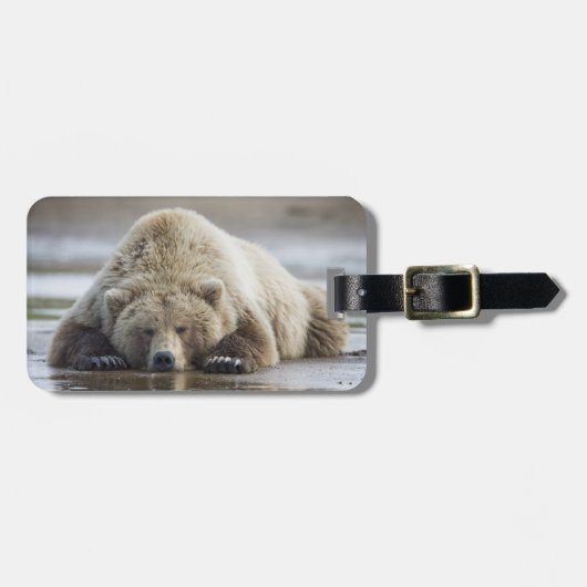 アメリカ、アラスカ、カトマイ国立公園、ブラウンベア ラゲッジタグ (正面横)