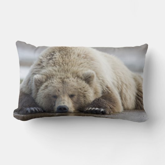 アメリカ、アラスカ、カトマイ国立公園、ブラウンベア ランバークッション (正面)