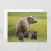 アメリカ、アラスカ、クラーク湖国立公園。グリズリー ポストカード (正面/裏面)