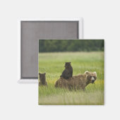 アメリカ、アラスカ、クラーク湖国立公園 マグネット (正面/裏面)