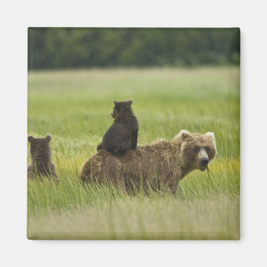 アメリカ、アラスカ、クラーク湖国立公園 マグネット (正面)