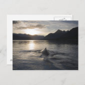 アメリカ, アラスカ, グレイシャー・ベイ国立公園, ポストカード (正面/裏面)