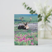 アメリカ、アラスカ、デナリ国立公園、カリブー ポストカード (スタンド正面)