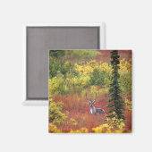 アメリカ、アラスカ、デナリ国立公園。カリブー マグネット (正面/裏面)