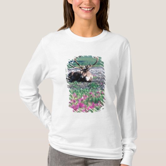 アメリカ、アラスカ、デナリ国立公園、カリブー Tシャツ (正面)