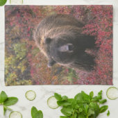 アメリカ、アラスカ、デナリ国立公園。グリズリーベア キッチンタオル (折り畳み)