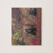 アメリカ、アラスカ、デナリ国立公園。グリズリーベア ジグソーパズル (縦)