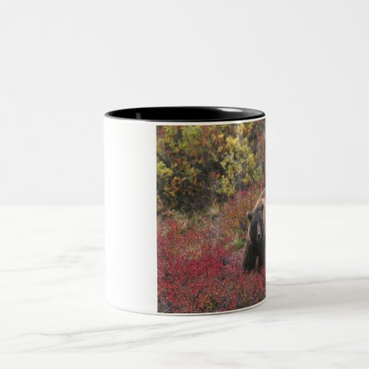 アメリカ、アラスカ、デナリ国立公園。グリズリーベア ツートーンマグカップ (中央)