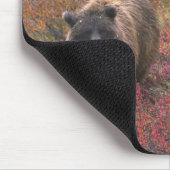 アメリカ、アラスカ、デナリ国立公園。グリズリーベア マウスパッド (コーナー)