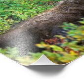 アメリカ、アラスカ、デナリ国立公園、ブルムース フォトプリント (角)