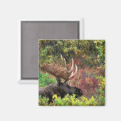 アメリカ、アラスカ、デナリ国立公園、ブルムース マグネット (正面/裏面)