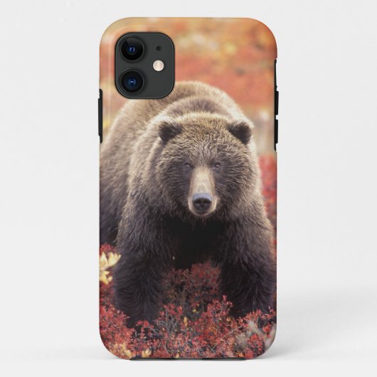 アメリカ、アラスカ、デナリ国立公園、メスのグリズリー Case-Mate iPhoneケース (裏面)
