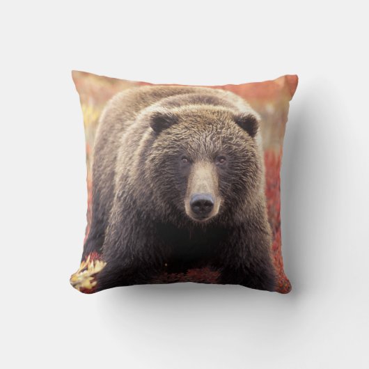 アメリカ、アラスカ、デナリNPメスGrizzly Bear クッション (正面)