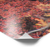 アメリカ、アラスカ、デナリNPメスGrizzly Bear フォトプリント (角)