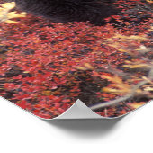 アメリカ、アラスカ、デナリNPメスGrizzly Bear ポスター (角)