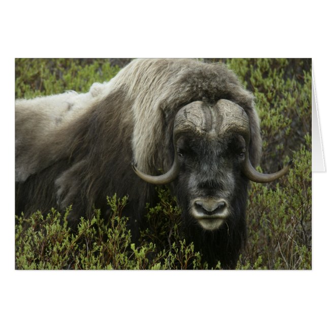 アメリカ、アラスカ、ノーム。ムスク牛のクローズアップ (正面横)