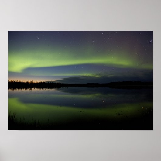 アメリカ、アラスカ、北極圏、ウミガメ。100 ポスター (正面)