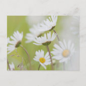 アメリカ、アラスカ、氷河ベイ国立公園 ポストカード (正面)