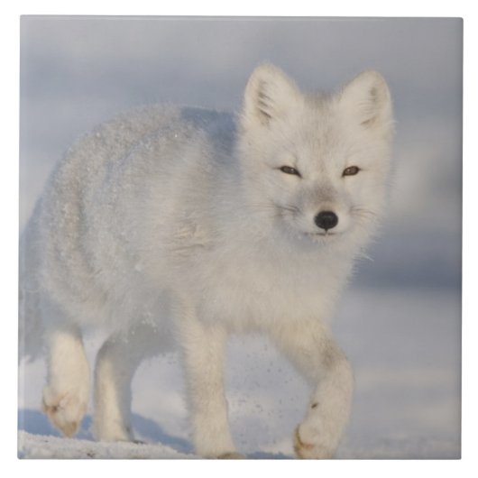 アメリカ、アラスカ、1002年のANWRの沿岸平野。An 3 タイル (正面)