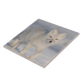 アメリカ、アラスカ、1002年のANWRの沿岸平野。An 3 タイル (側面)