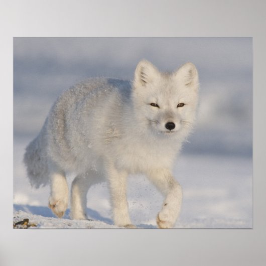 アメリカ、アラスカ、1002年のANWRの沿岸平野。An 3 ポスター (正面)