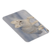 アメリカ、アラスカ、1002年のANWRの沿岸平野。An 3 マグネット (右側)