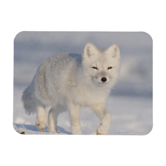 アメリカ、アラスカ、1002年のANWRの沿岸平野。An 3 マグネット (横)