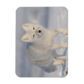 アメリカ、アラスカ、1002年のANWRの沿岸平野。An 3 マグネット (縦)