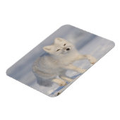 アメリカ、アラスカ、1002年のANWRの沿岸平野。An 3 マグネット (左側)