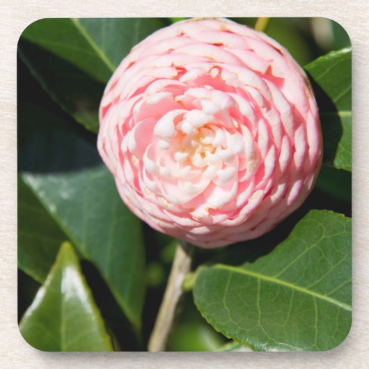 アメリカ、アラバマ、セオドアニアモバイル コースター (正面)