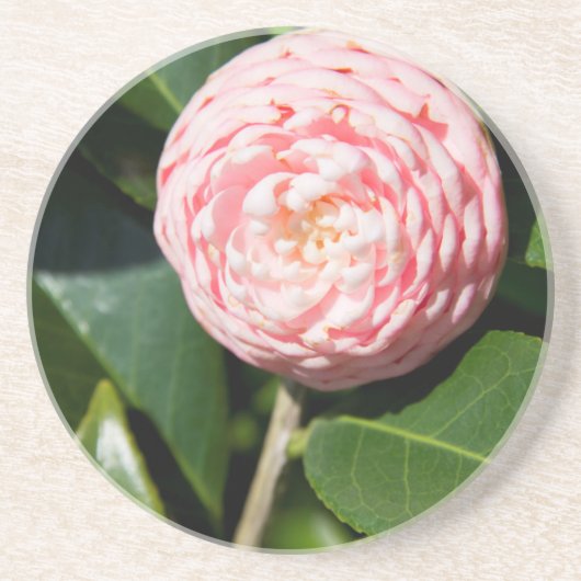 アメリカ、アラバマ、セオドアニアモバイル コースター (正面)