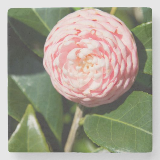 アメリカ、アラバマ、セオドアニアモバイル ストーンコースター (正面)