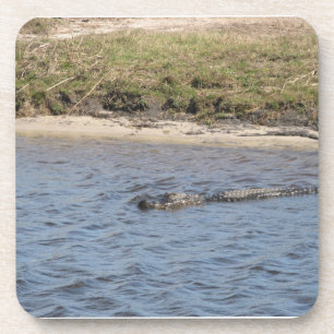 アメリカ・アリゲーターの野生の水泳　川の写真 コースター