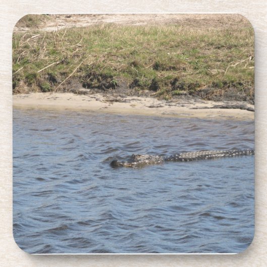 アメリカ・アリゲーターの野生の水泳　川の写真 コースター (正面)