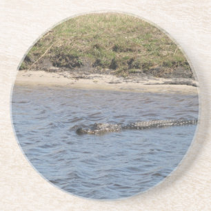 アメリカ・アリゲーター フロリダの湿地を泳ぐ コースター