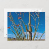 アメリカ アリゾナ州 サグアロ国立公園のサボテン ポストカード (正面/裏面)