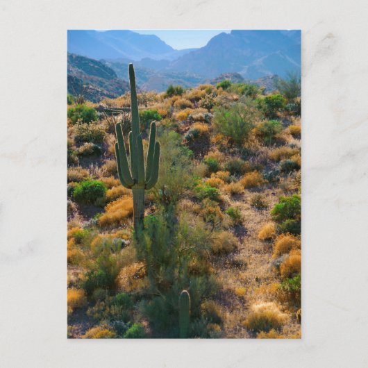 アメリカ アリゾナ州 デザートビュー ポストカード (正面)