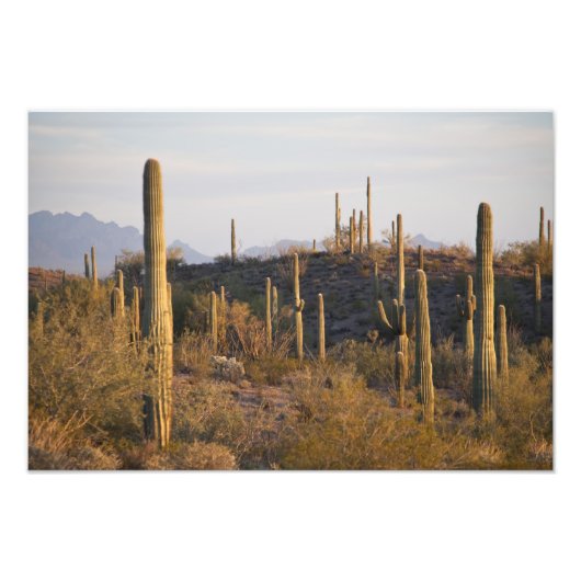 アメリカ、アリゾナ、ソノラン砂漠、アホ、アホ2 フォトプリント (正面)