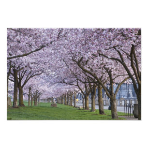 アメリカ、ウィラメッテ川沿いの桜 フォトプリント